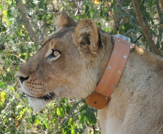 Animal Tracking Bracelet / Animal Tracking - Aime